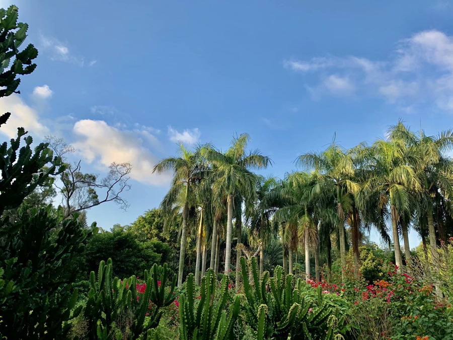 ���ڽ�ţ�X���@