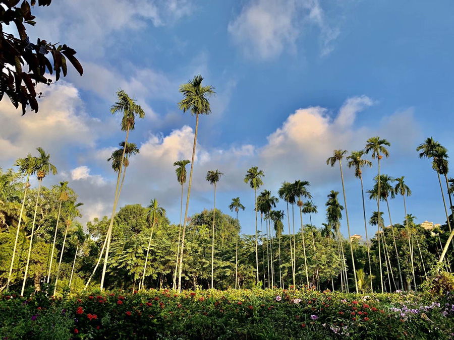 ���ڽ�ţ�X���@