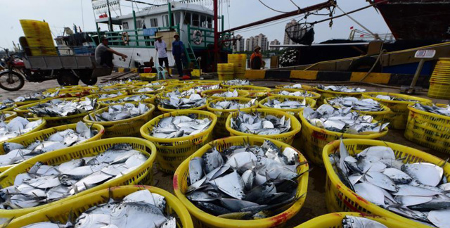 瓊海潭門港碼頭捕魚歸來