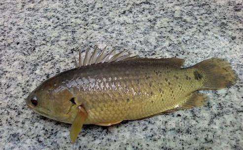 會上樹的魚攀鱸