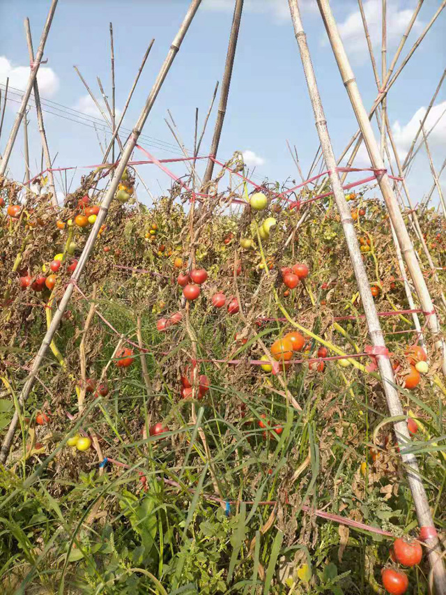 �����н��|�^(q��)������2021���S��